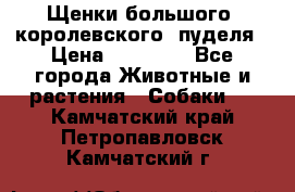 Щенки большого (королевского) пуделя › Цена ­ 25 000 - Все города Животные и растения » Собаки   . Камчатский край,Петропавловск-Камчатский г.